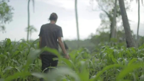 Man walks through corn field, slo-mo. Stock Footage 82328337