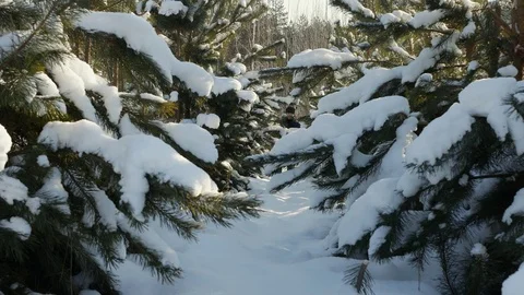 A man walks through deep snow in the winter forest Stock Footage 72161741