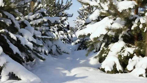 A man walks through deep snow in the winter forest, sunny weather Stock Footage 72162174