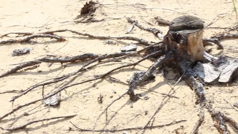 A man walks through the desert 動画素材 70152662