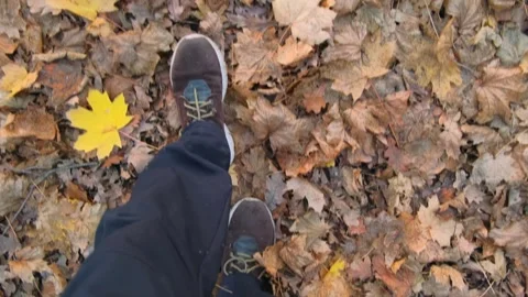 Man Walks Through Fallen Leaves In Autumn Forest Stock Footage 343247941