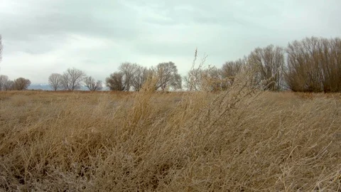 A man walks through a field of grass and tumble weeds - slow motion dolly Stock Footage 100311679