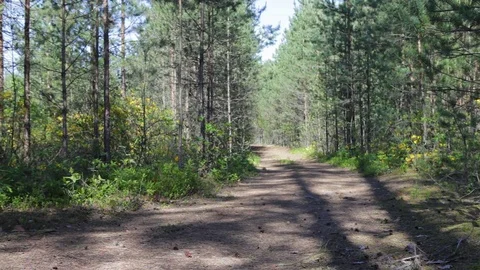 A man walks through the forest alone. Walk in the forest. Tourist, rest. Stock Footage 76426664