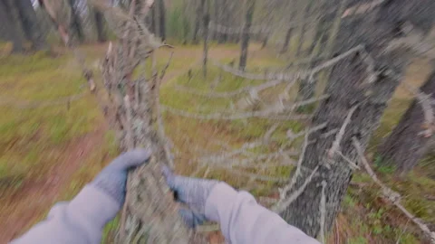 A man walks through the forest and breaks dry branches. From the first person. Stock Footage 320132353