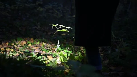 A man walks through the forest on a dark night, they shine with a lantern, .. Stock Footage 246705468