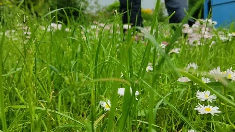 A man walks through the grass and flowers in his backyard Stock Footage 155423046