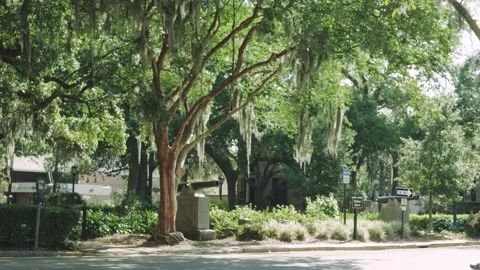 Man Walks Through Madison Square Park in Savannah, Georgia Video stock 192417505