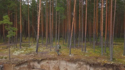 A man walks through a peaceful pine forest in northern Europe, enjoying nature Vidéo 315220956