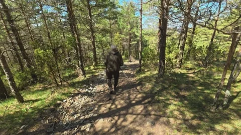 Man walks through pine forest trail. Balkan, Eastern Europe, POV Video stock 333442010