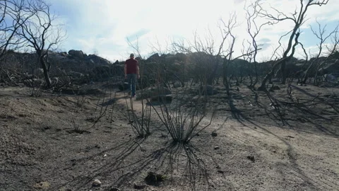 A man walks through a post-fire landscape Vídeo Stock 345373628