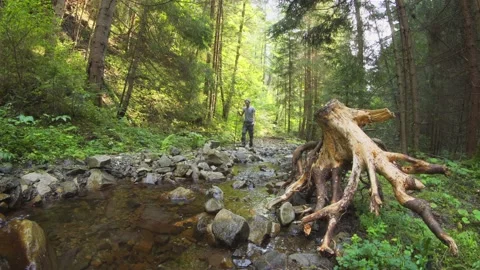 Man walks through the summer forest. Carpathian mountains Stock Footage 140480402