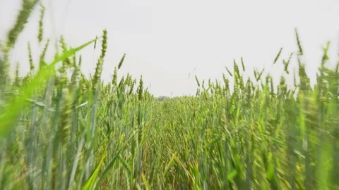 A man walks through a wheat field on a bright sunny day 스톡 동영상 156173091