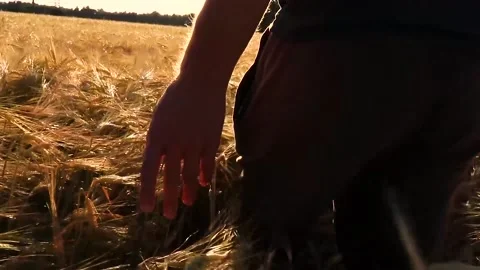 A man walks through a wheat field Stock Footage 203795898