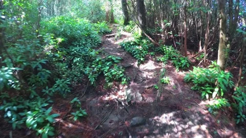 Man walks through the wild thickets along path. Mauritius nature Stock-Footage 141080852