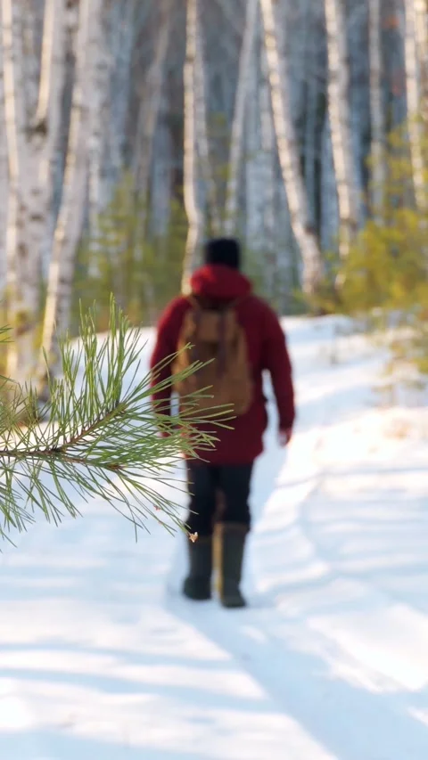 A man walks through a winter forest. Fresh air. Hiking in nature. Stock Footage 299978578