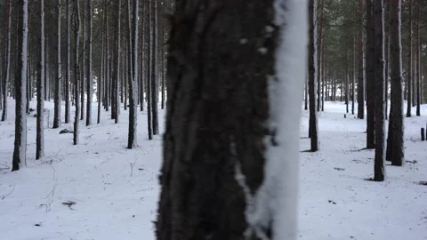 A man walks through a winter park. Parallel movement of the camera past the Stock Footage 160964298