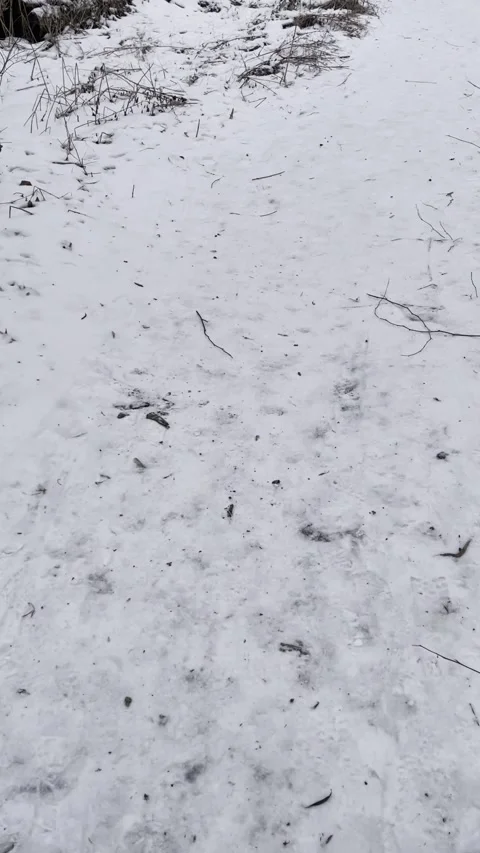 A man walks through a winter snowy forest Video stock 328704980