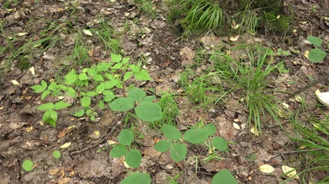 Man walks through the woods and looking for mushrooms and berries Stock Footage 59081138