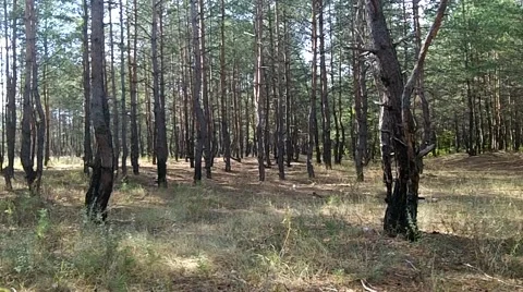 A man walks through the woods Stock Footage 50367726
