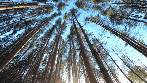 A man walks through the woods in winter. POV. Walk through the woods in winter. Stock Footage 104010943