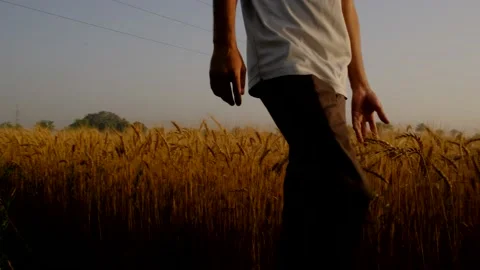 The man walks touching the grass. walk in wheat field. wheat. Stock Footage 195409124