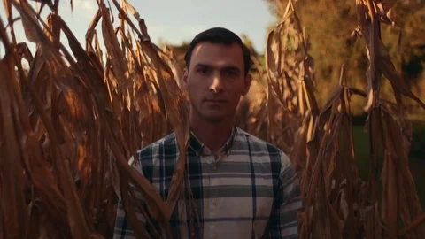 Man Walks Towards Camera in Corn Field During Sunset Stock Footage 81563567