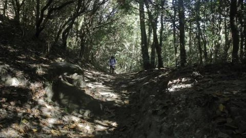 A man walks towards camera in a hike through a shaded area close to a creek in C Vídeos de archivo 194396367