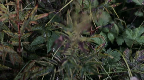 A man walks on the wet grass 스톡 동영상 53308900