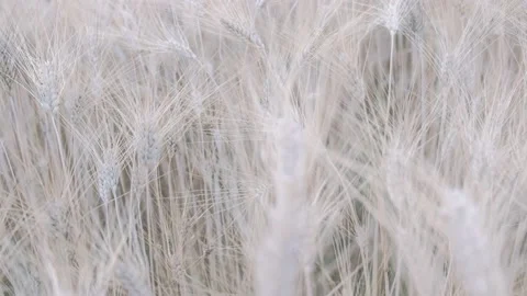 A man walks on wheat and grains in a cultivated vegetable garden in Italy. Stock Footage 197630133