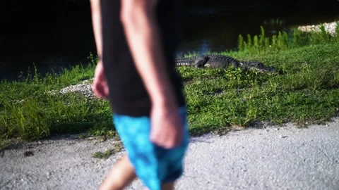 Man walks by Wild Alligator Stock Footage 157898343