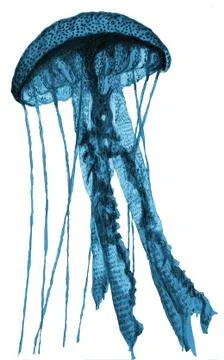 Man Of War Jellyfish Stock Illustration