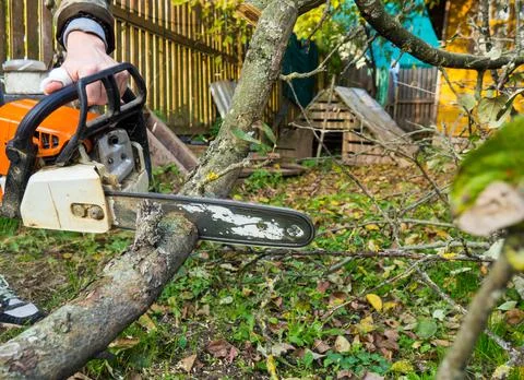 A man was drinking a tree with a chainsaw. removes plantings in the garden fr Stock Photos