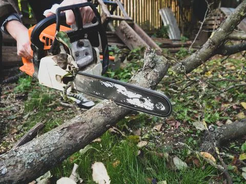 A man was drinking a tree with a chainsaw. removes plantings in the garden fr Stock Photos