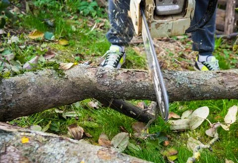 A man was drinking a tree with a chainsaw. removes plantings in the garden fr Stock Photos