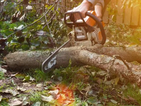 A man was drinking a tree with a chainsaw. removes plantings in the garden fr Stock Photos