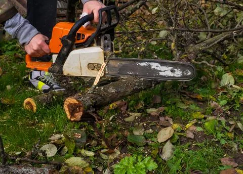 A man was drinking a tree with a chainsaw. removes plantings in the garden fr Stock Photos