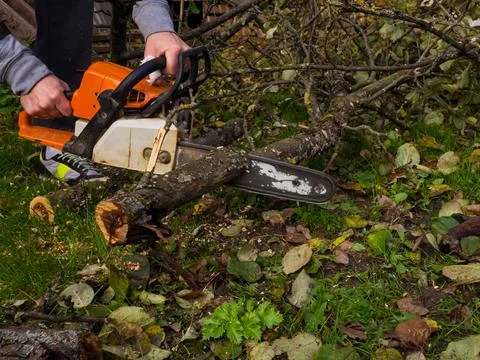 A man was drinking a tree with a chainsaw. removes plantings in the garden fr Stock Photos
