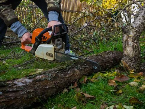 A man was drinking a tree with a chainsaw. removes plantings in the garden fr Stock Photos