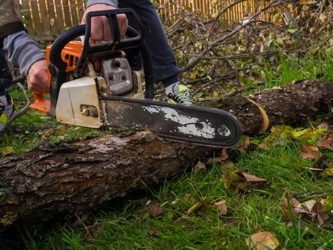 A man was drinking a tree with a chainsaw. removes plantings in the garden fr Stock Photos