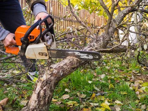 A man was drinking a tree with a chainsaw. removes plantings in the garden fr Stock Photos