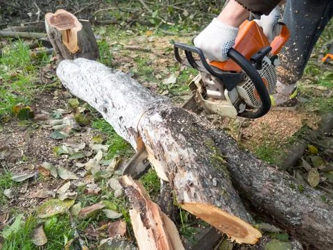 A man was drinking a tree with a chainsaw. removes plantings in the garden fr Stock Photos