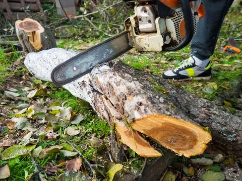 A man was drinking a tree with a chainsaw. removes plantings in the garden fr Stock Photos