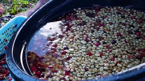 A man washes coffee beans. Video stock 123139335