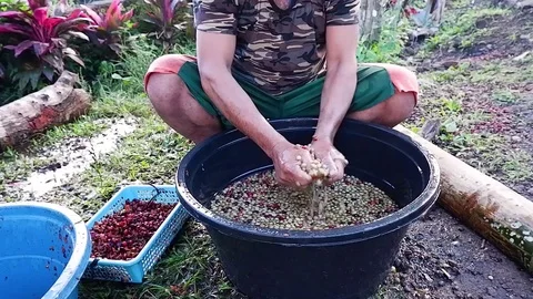 A man washes coffee beans. Video stock 123139663