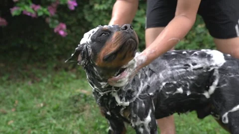 Rottweiler shampoo outlet