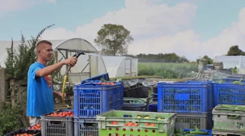 A man washes down boxes of organic vegetables in a British farm Stock-Footage 42247001