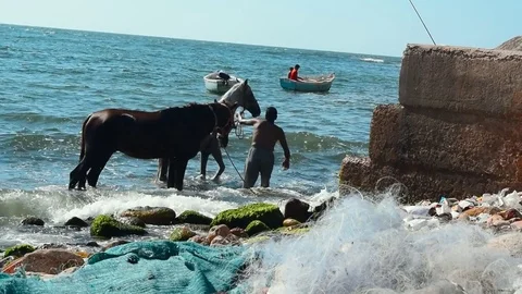 Man washes his horse on the beach Video stock 80295545