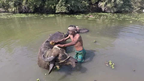 Man washes his two water buffaloes in a green pond. 2X slow motion. Tracki Stock Footage 87441140