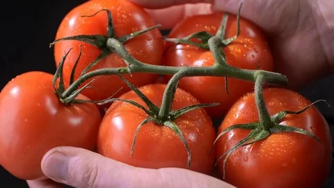 Man washes tomatoes on a branch under water.Colored vegetables with water Video stock 121755618