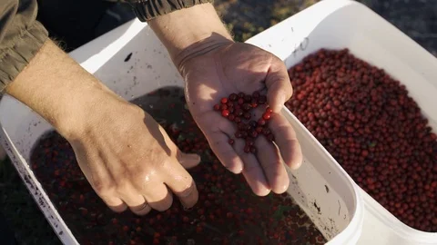 A man washes a wild berry Stock Footage 117142348
